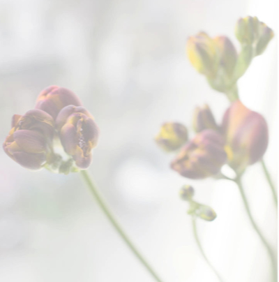2 rote Blumen am Aufgehen